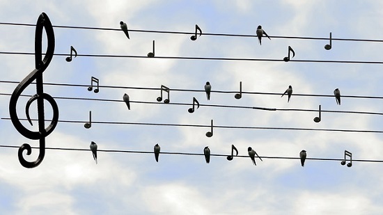 電線に止まる鳥たちの音符