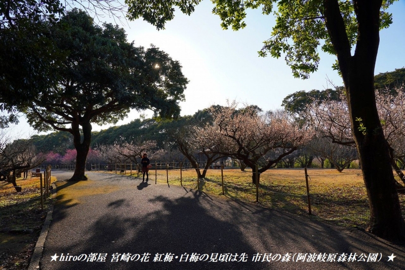 hiroの部屋　宮崎の花 紅梅・白梅の見頃は先 市民の森（阿波岐原森林公園）