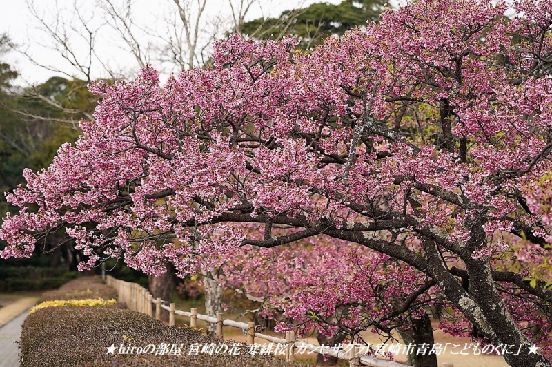 hiroの部屋　宮崎の花 寒緋桜（カンヒザクラ) 宮崎市青島「こどものくに」