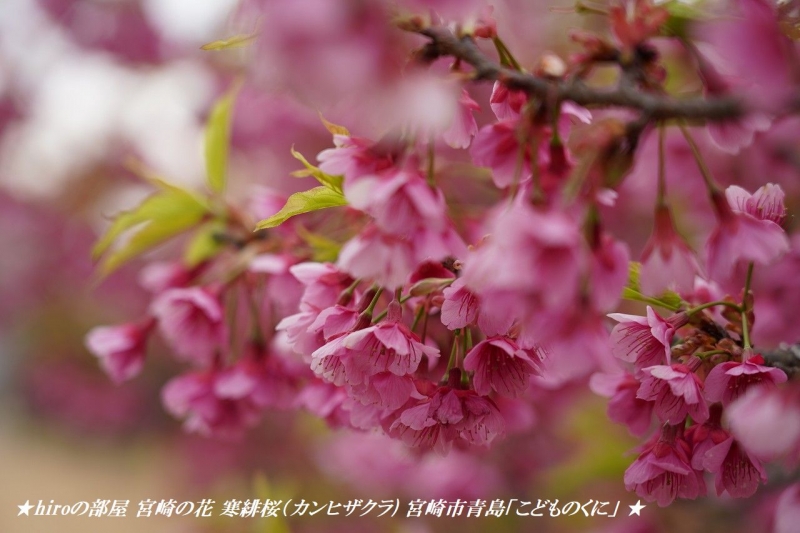 hiroの部屋　宮崎の花 寒緋桜（カンヒザクラ) 宮崎市青島「こどものくに」