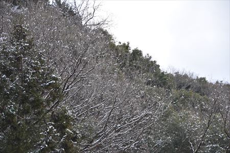 雪と岩松３