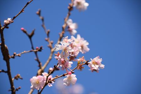 冬桜４