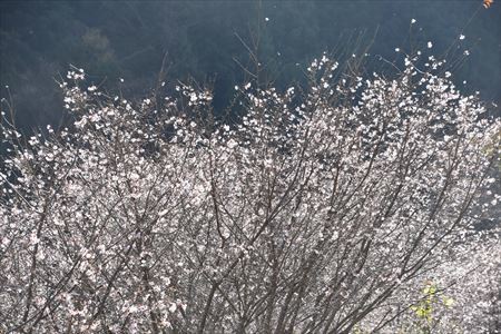 冬桜５
