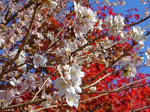 桜とモミジのある風景