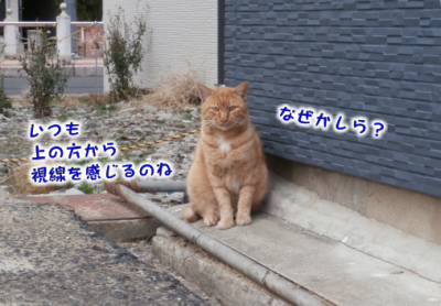 猫④（2019-01-24）