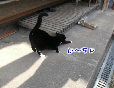 猫①（2019-02-05）