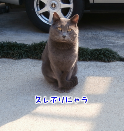 猫①（2019-02-13）