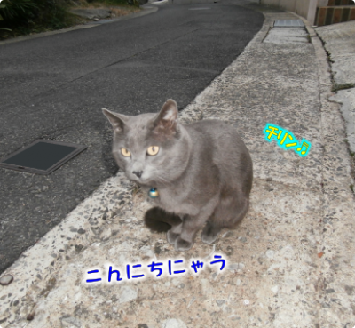 猫①（2019-02-20）