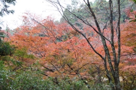 小雨の吉野山１１