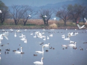 瓢湖の白鳥-5
