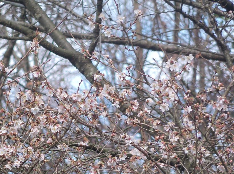 冬桜-3
