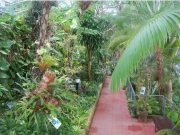 三条市の保内公園熱帯植物園温室－4