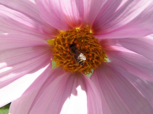 皇帝ダリアの花にハチさん