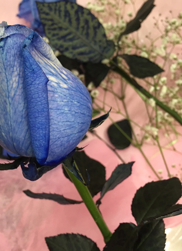 青いバラ　葉っぱ