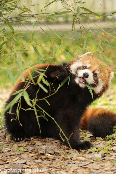 日本平動物園　レッサーパンダ　画像