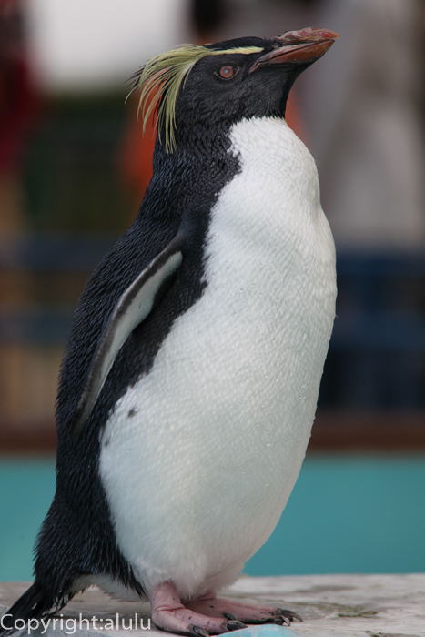 イワトビペンギン　動物写真